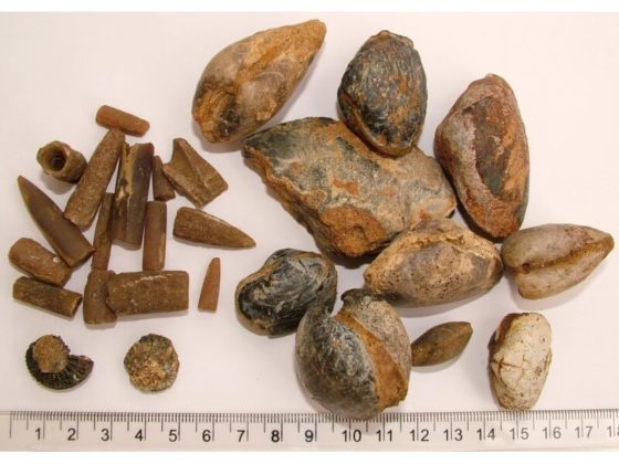 Shells