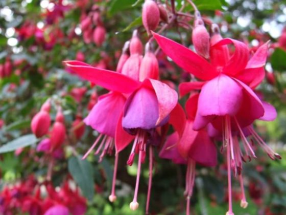 Fuchsias