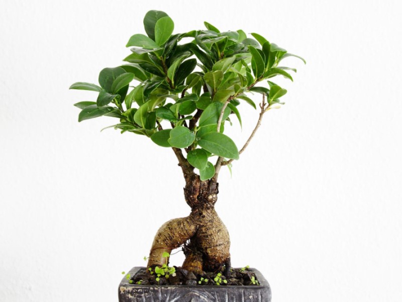 Bonsai Tree