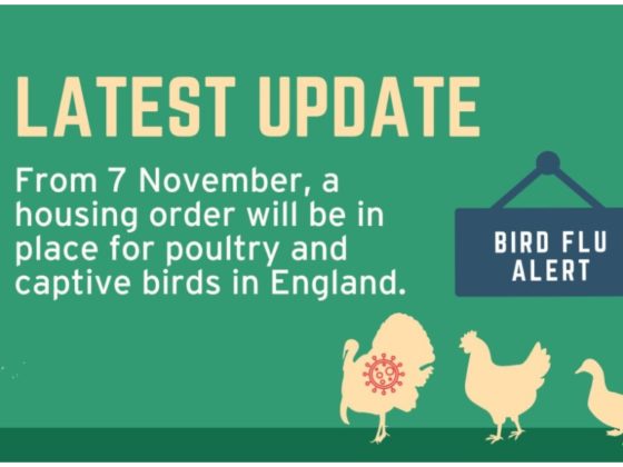 Bird Flu Alert