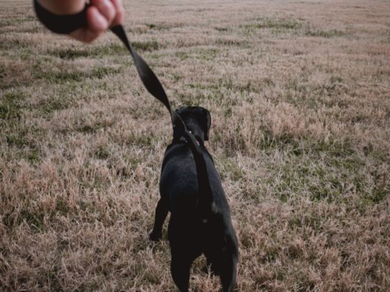 Dog on a lead