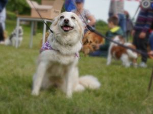 A dog in the Jubilee dog show