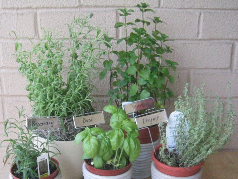 Potted herb selection