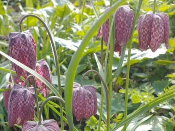 Snakes Head Fritillary