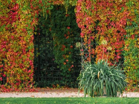 Autumnal garden plant colours