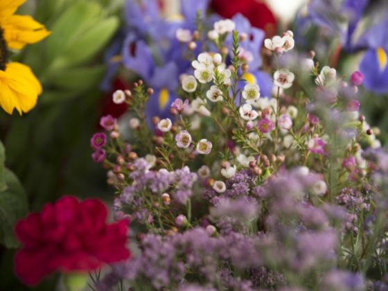 Garden flower selection