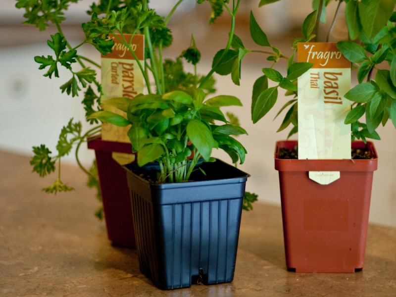 Herb plants in pots