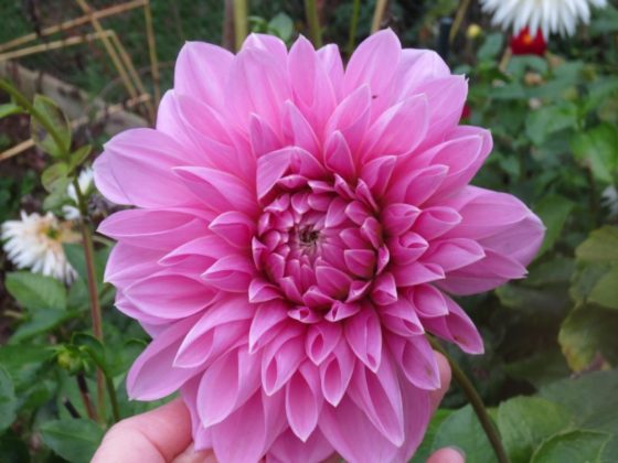 Dahlia