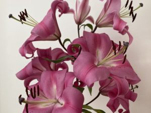 Pink Tigerlilies