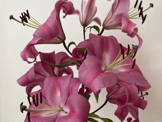 Pink Tigerlilies