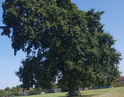 Oak tree at the Recreation Ground