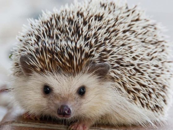 Hedgehog