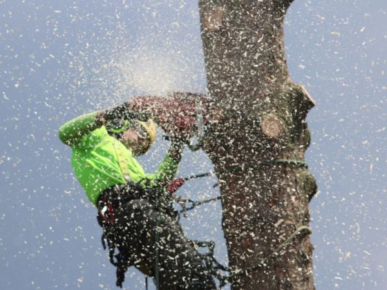 Arborist in action, sawing a tree