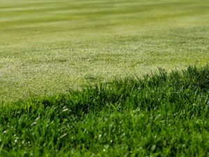 Grass