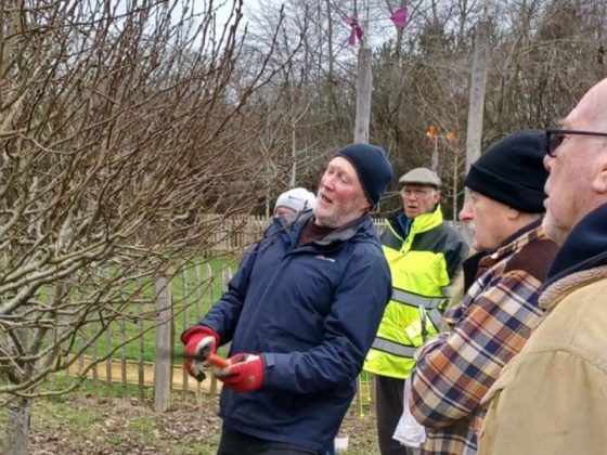 Tree pruning training