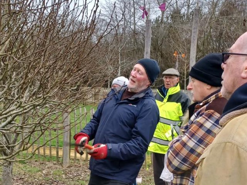 Tree pruning training